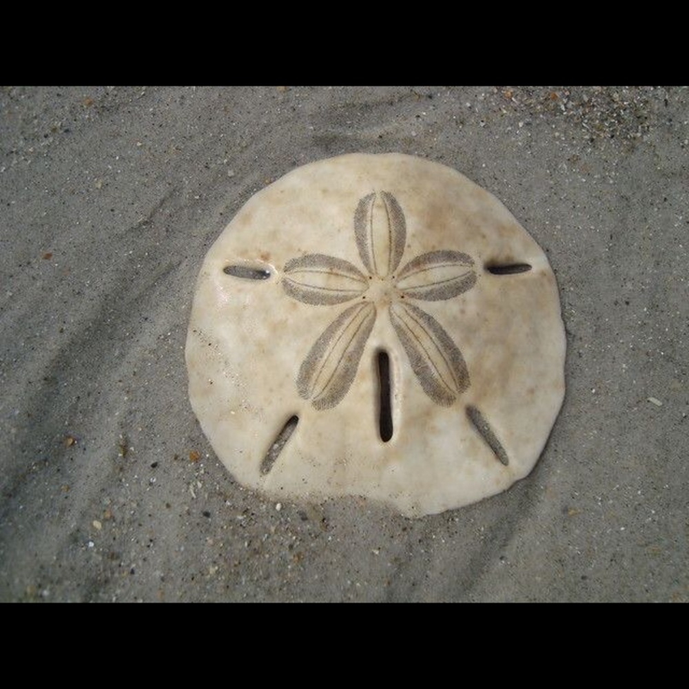 Meet your Posher, Jaden